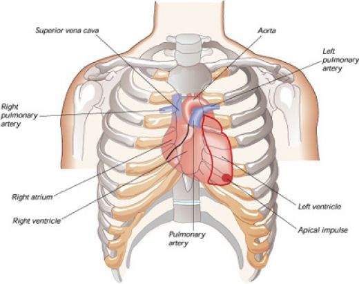 for kids printable - chris bell fine art labeled printable heart diagram